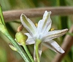 Caesia parviflora parviflora