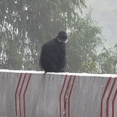 Trachypithecus francoisi