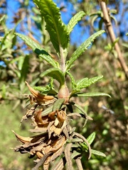 Neolasioptera mimuli