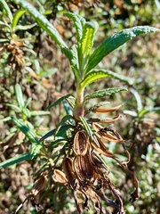 Neolasioptera mimuli