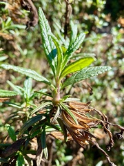 Neolasioptera mimuli