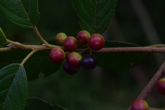 Frangula discolor