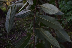 Frangula discolor