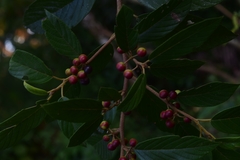 Frangula discolor