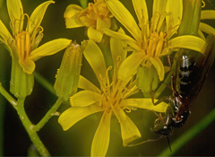 Crepis atribarba