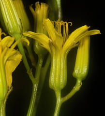 Crepis atribarba