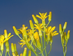 Crepis atribarba