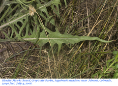 Crepis atribarba