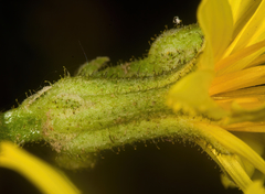 Crepis atribarba