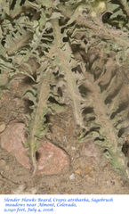 Crepis atribarba