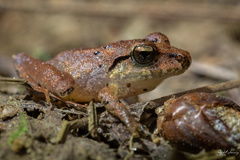 Craugastor crassidigitus