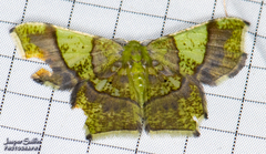 Neagathia corruptata