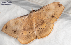 Hemeroblemma opigena