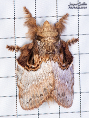 Euglyphis albidifascia