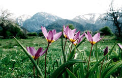 Tulipa saxatilis