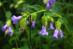 Strobilanthes reticulatus