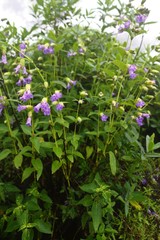 Strobilanthes reticulatus