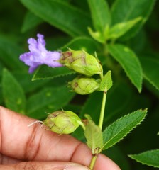 Strobilanthes reticulatus