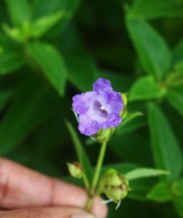 Strobilanthes reticulatus