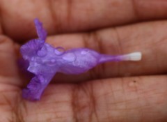 Strobilanthes reticulatus