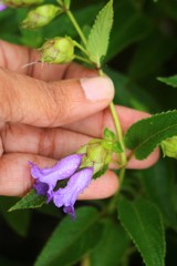 Strobilanthes reticulatus