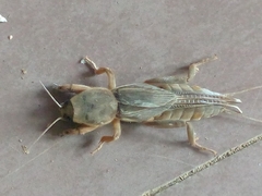 Gryllotalpa gryllotalpa