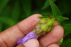 Strobilanthes reticulatus