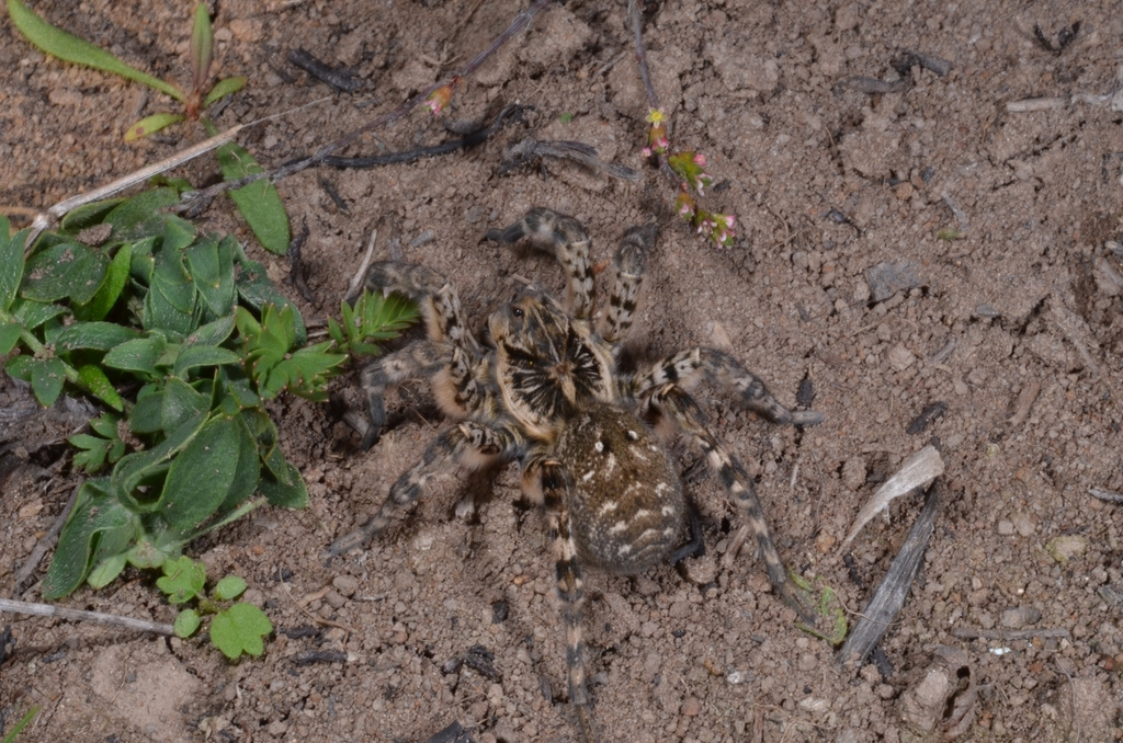 Lycosa singoriensis