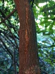 Millettia pachycarpa