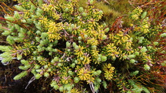 Lepidothamnus laxifolius