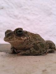 Bufotes viridis