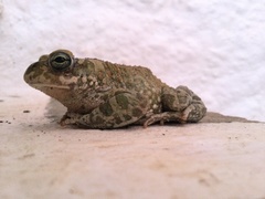 Bufotes viridis