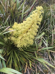 Aciphylla horrida