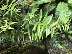 Podocarpus laetus