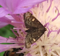 Dolicharthria stigmosalis