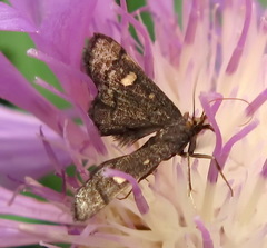 Dolicharthria stigmosalis