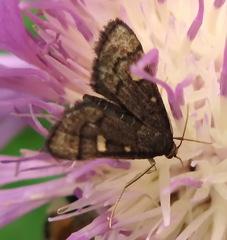 Dolicharthria stigmosalis