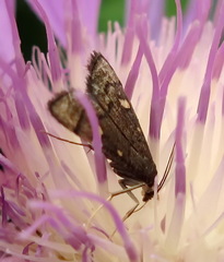 Dolicharthria stigmosalis