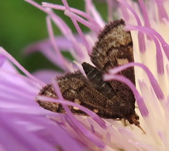 Dolicharthria stigmosalis