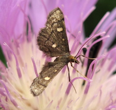 Dolicharthria stigmosalis