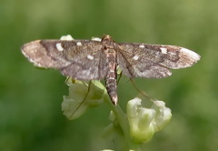 Dolicharthria stigmosalis