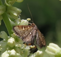 Dolicharthria stigmosalis