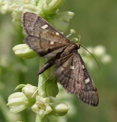 Dolicharthria stigmosalis