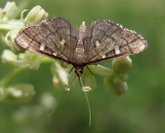 Dolicharthria stigmosalis