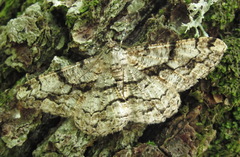 Peribatodes umbraria
