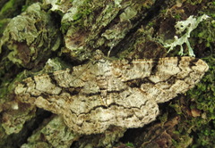 Peribatodes umbraria