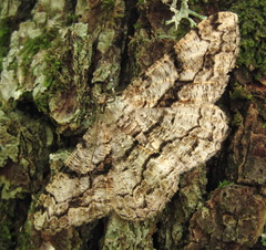 Peribatodes umbraria