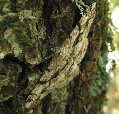 Peribatodes umbraria