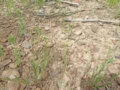 Lappula occidentalis occidentalis