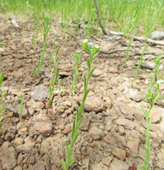 Lappula occidentalis occidentalis